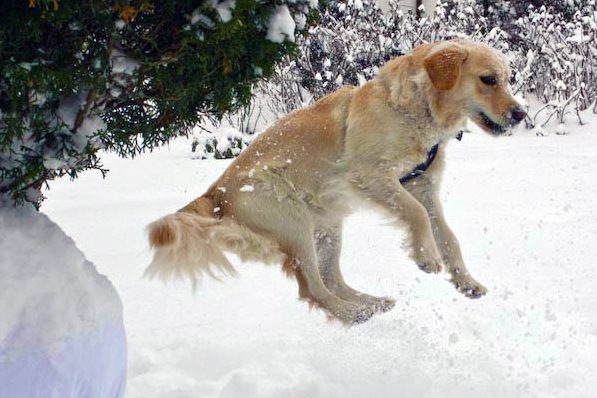Schneehund 1