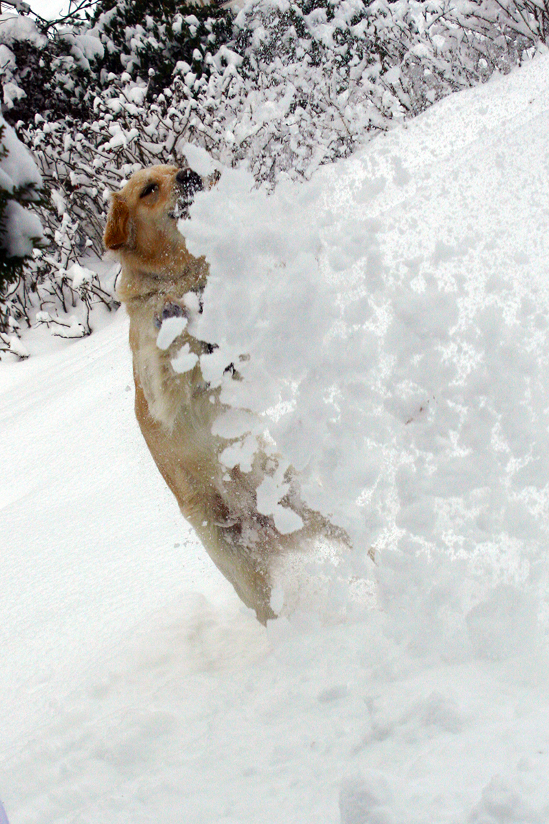 Schneehund 2