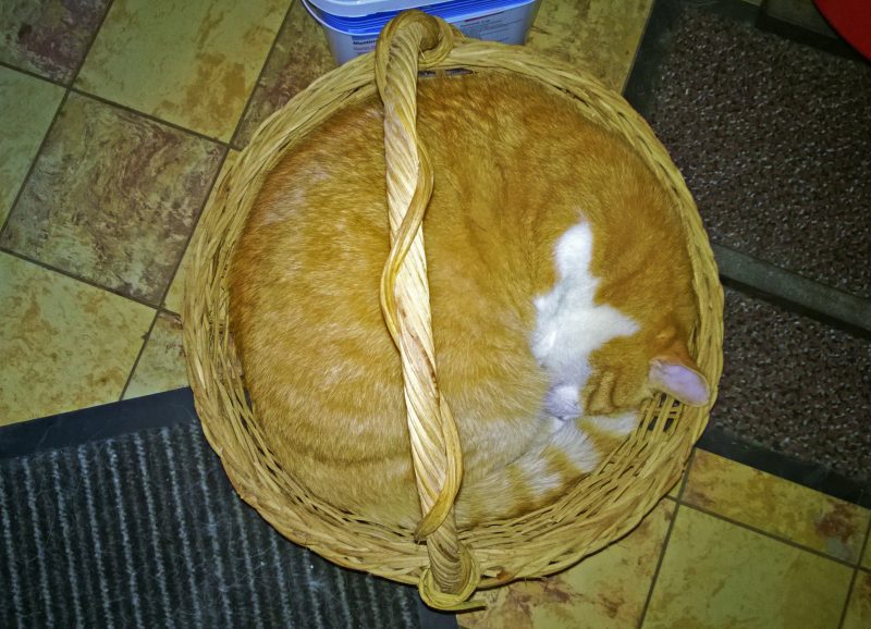 KW 26 - Katze im Korb