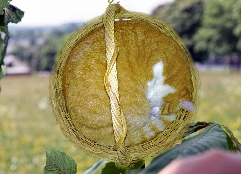 Was wächst denn da aus der Kastanienblüte